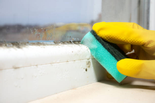 Trusted Oak Ridge North, TX Mold Removal Experts